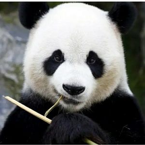 Meet your Posher, Ferdinand